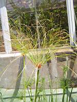 Papyrus - Cyperus Papyrus L. (fam Cyperacees) (Af. centrale, Egypte, Italie) (01) (Photo F. Mrugala)